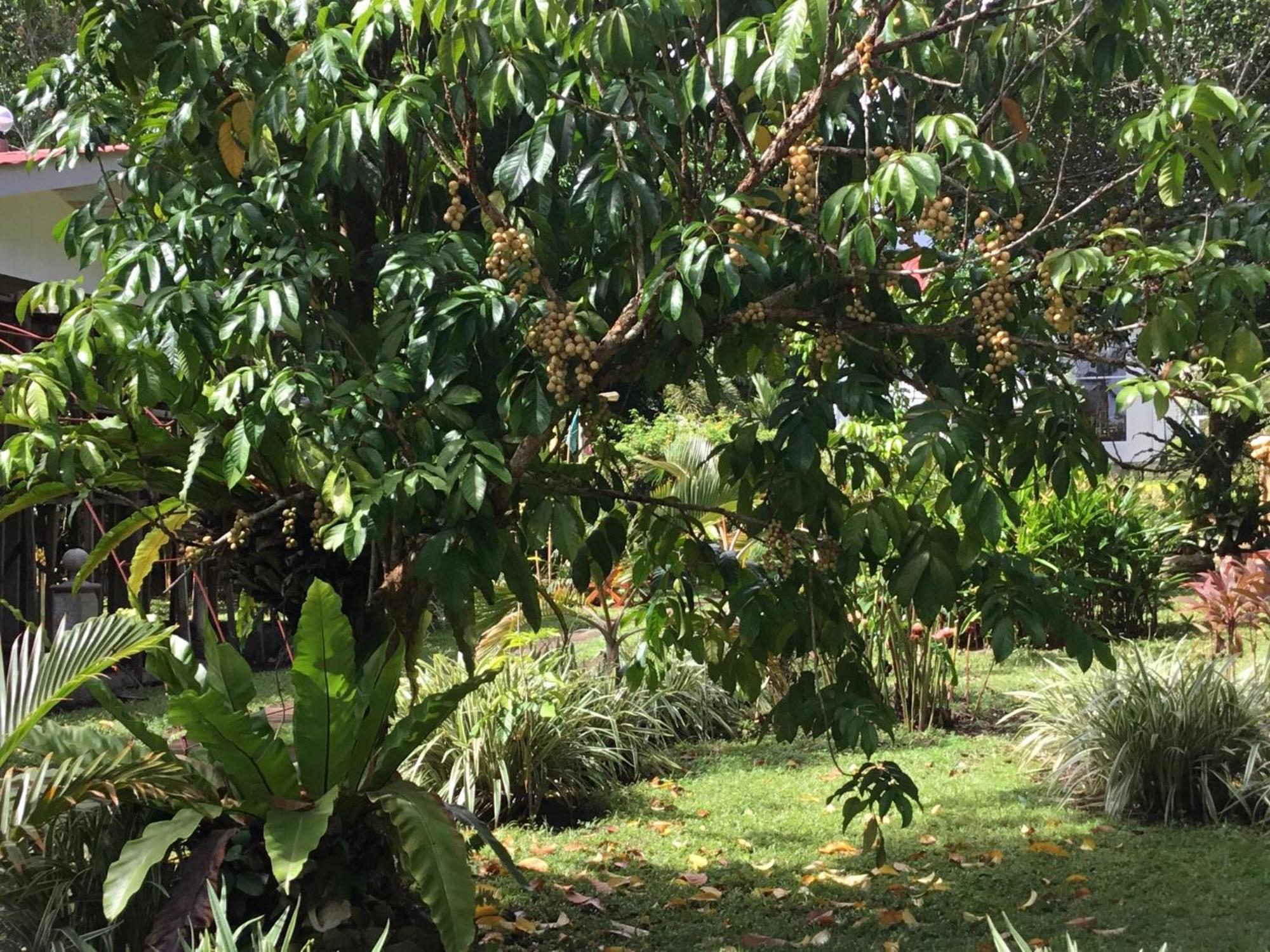 Camiguin Lanzones Resort Mambajao Buitenkant foto